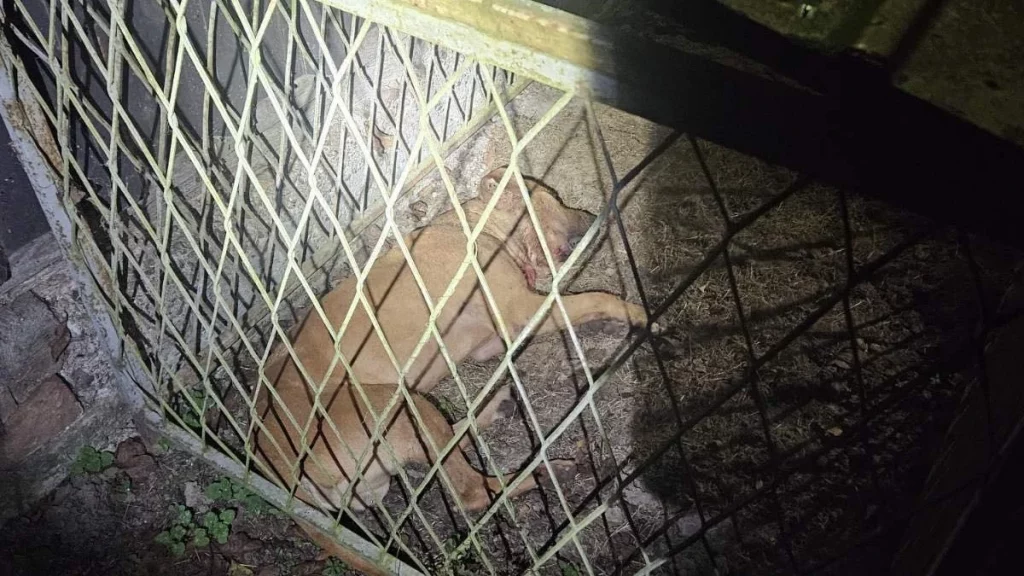 U Derventi uhapšeni organizatori ilegalnih borbi pasa, zatečeno više od 80 osoba iz regije