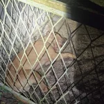 U Derventi uhapšeni organizatori ilegalnih borbi pasa, zatečeno više od 80 osoba iz regije
