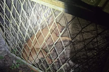 U Derventi uhapšeni organizatori ilegalnih borbi pasa, zatečeno više od 80 osoba iz regije