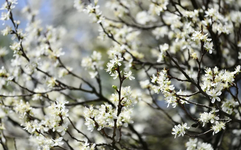Donji Vakuf – Danas je klimatološki nastupilo proljeće, a zimi je kraj: Kakvo nas vrijeme očekuje naredna tri mjeseca