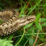 Sa toplijim vremenom sve je više zmija, ko je nadležan u FBiH za nabavku seruma, hoće li ispaštati građani