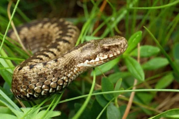 Sa toplijim vremenom sve je više zmija, ko je nadležan u FBiH za nabavku seruma, hoće li ispaštati građani